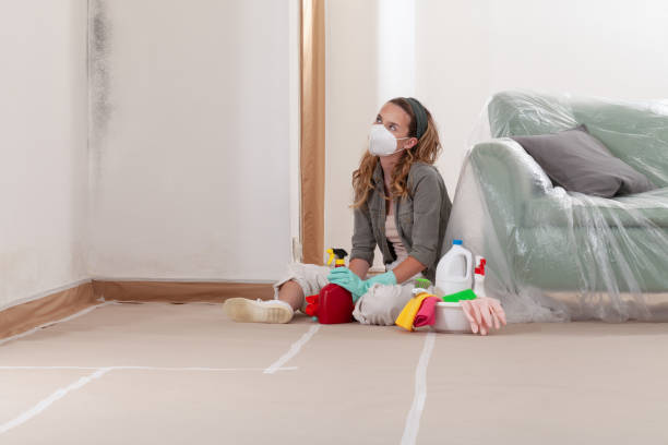 Reliable Basement Mold Removal contractor in Port Townsend, WA by Cheap Mold Removal