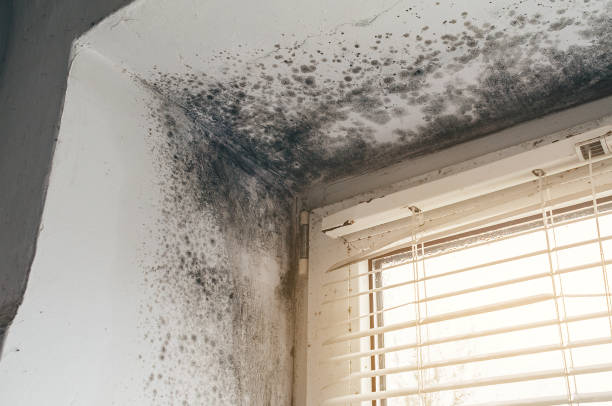 Affordable Basement Mold Removal solutions in Port Townsend, WA