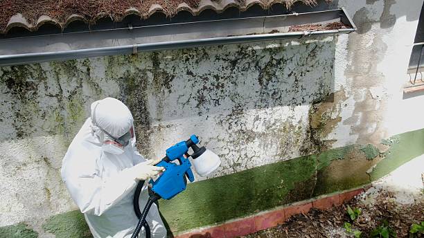 Top rated local Basement Mold Removal specialists in Port Townsend, WA